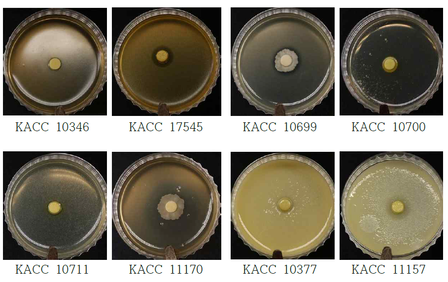 S15, S44와 A1 균주 혼합배양액과 B2와 S44 균주 혼합배양액의 혼합에 따른 토양 전염성 병해 세균에 대한 항균활성