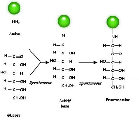 Amadori rearrangement reaction