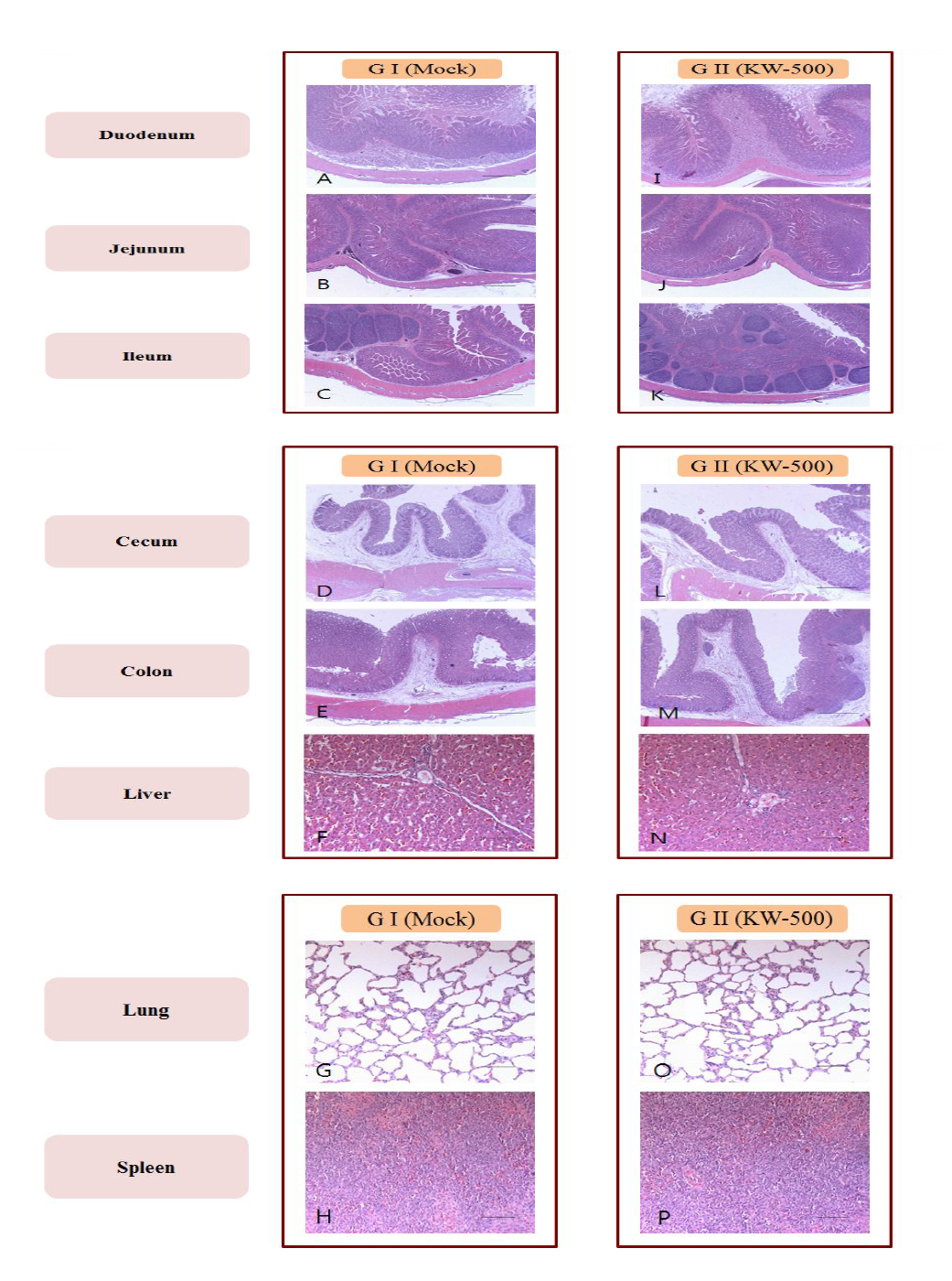 Comparison of histopathological changes in duodenum, jejunum, ileum, cecum, colon, liver, lung and spleen obtained from mock- and KW-500 administrat ed groups. Bars through Intestinal pictures = 1000 , ㎛ and bars of liver, lung and spleen pictures = 200 ㎛