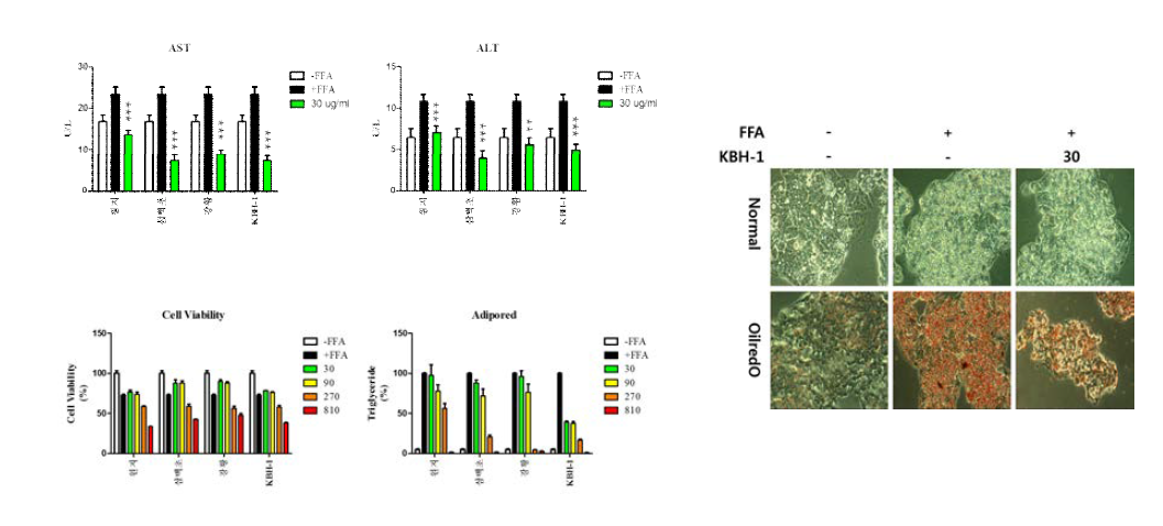 HepG2 세포 내 KBH-1의 지방분화 억제 효능