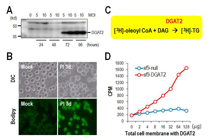(A) sf9 세포에 baculovirus-DGAT2를 감염시킨 후 시간별 DGAT2 발현 양상 (B) baculovirus-DGAT2 감염 3일후 세포내 lipid droplet의 축적 (Bodipy 염색법 이용) (C) [3H]-oleoyl CoA를 이용한 DGAT2 효소 활성평가 반응식 (D) DGAT2 발현양의 증가에 따른 DGAT2 활성의 증가