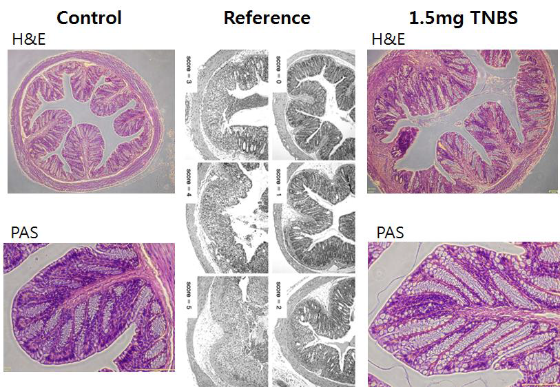 mice 직장(rectum)의 H&E, PAS 염색 비교