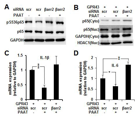 β-arrestin 2에 의해 매개되는 GPR43의 염증신호전달계 조절
