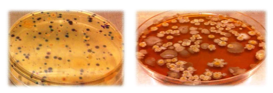 한천 및 간장한천 위의 기생(氣生) 미생물 시료에 대한 사진