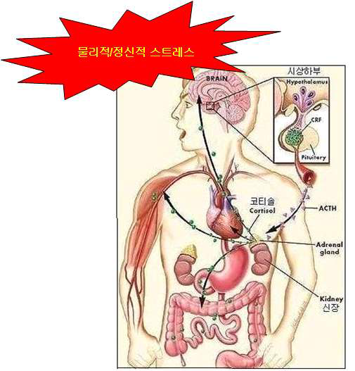 스트레스 호르몬 분비기전