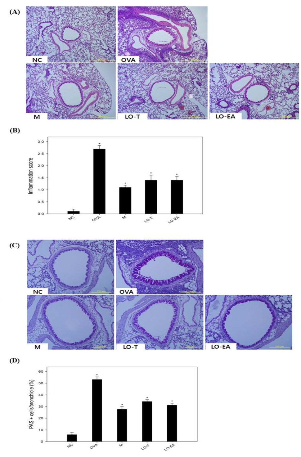 LO inhibits airway inflammation (A and B) and mucus over production (A and B)induced by ovalbumin challenge.
