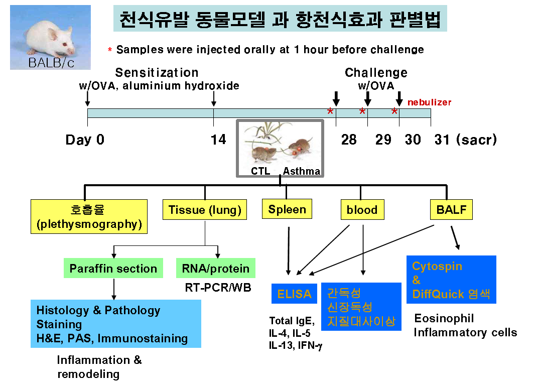 천식 in vivo 동물실험 모델과 항천식효과 판별마커.