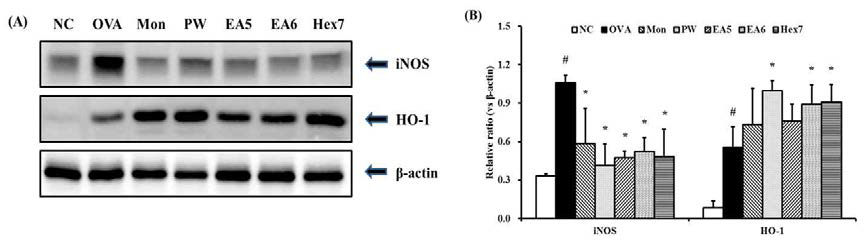 PW suppresses iNOS expression in lung tissue induced by ovalbumin challenge.