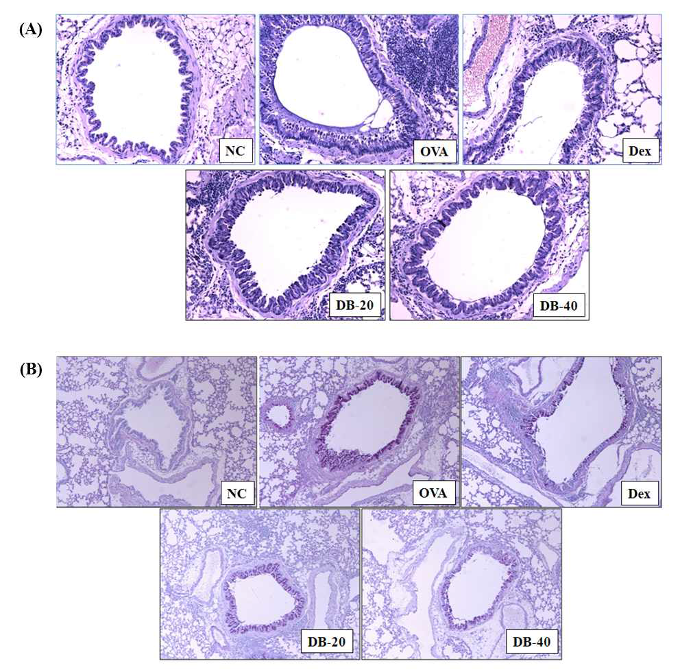 DB inhibits airway inflammation (A) and mucus over production (B) induced by ovalbumin challenge.