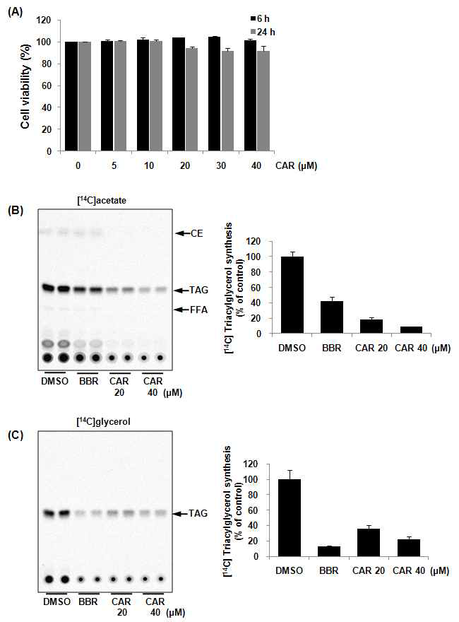 Effect of carnosol (3) on de novo intracellular TG synthesis in HepG2 cells.