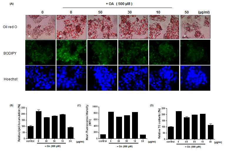 Effect of ZA on OA-induced intracellular lipid accumulation in HepG2 cells