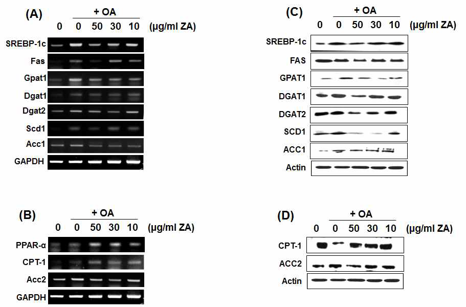 Effect of ZA on expression of hapatic lipogenic and lipolysis gene (A and B) and translational expression (C and D) in HepG2 cells stimulated with OA
