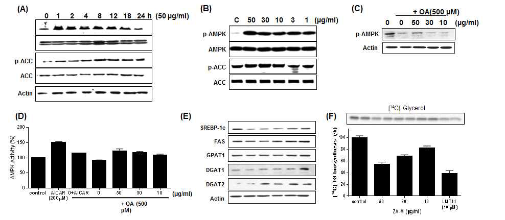 ZA inhibits hepatic lipid accumulation via the activation of the AMPK signaling pathway.