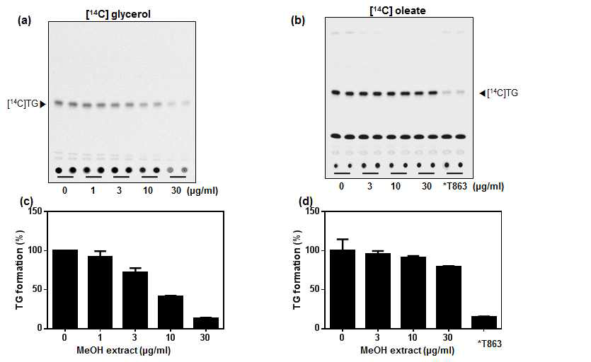 Cellular triglyceride synthesis inhibition of FBM010-99 extract in HepG2 and HuTu 80 cells.