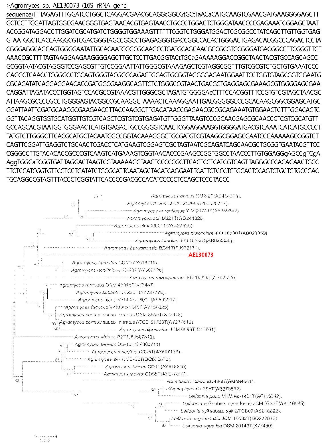 Phylogenetic tree constructed by neighbour-joining method showing the position of the strain AE130073