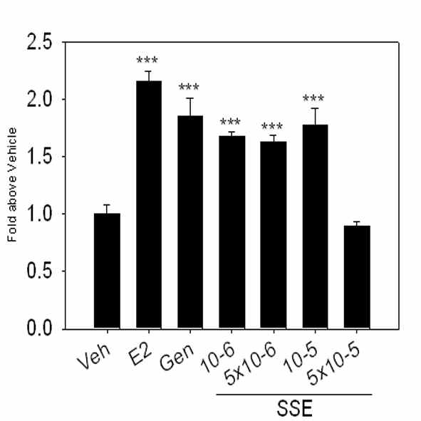 Scenecio erucifolius 추출물에 의한 MCF7 세포의 proliferation 유도