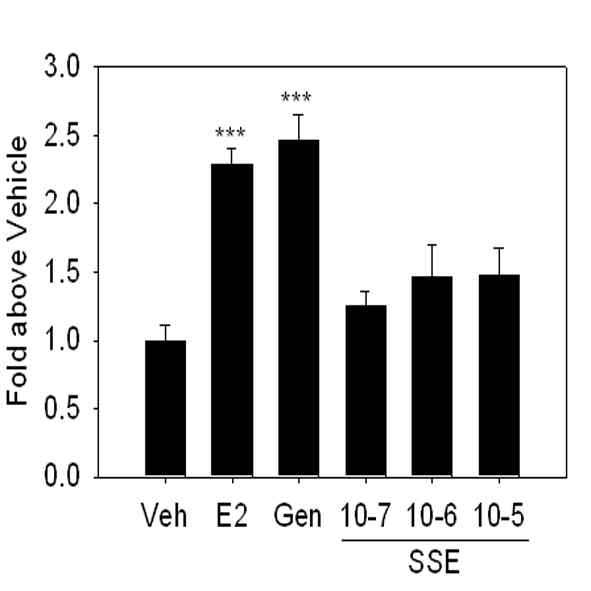 Scenecio erucifolius 추출물에 의한 MCF7 세포의 pS2 gene 발현 유도