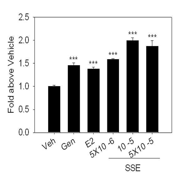 SKNSH cell line에서 Scenecio erucifolius 추출물에 의한 Ngb promoter activity 증가