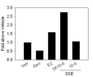 Scenecio erucifolius 추출물에 의한 SKNSH 세포의 Ngb mRNA gene 발현 유도