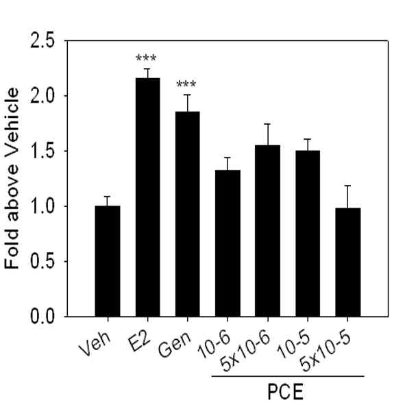 Prunus cerasoides 추출물에 의한 MCF7세포의 proliferation 유도