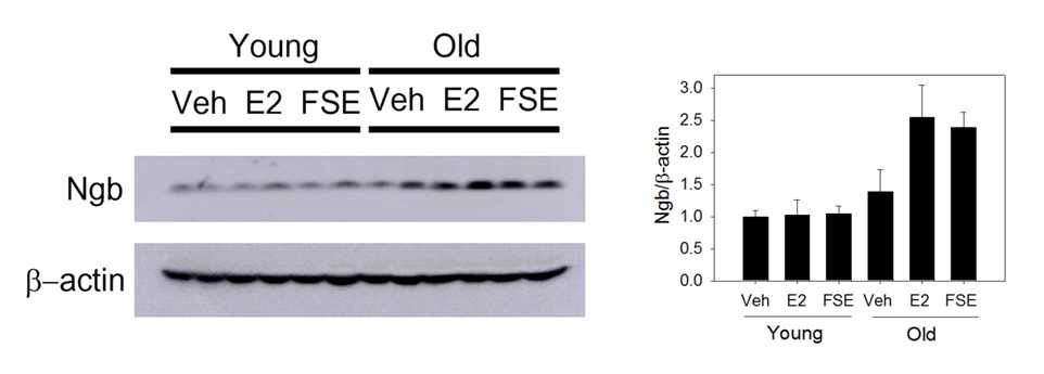 Flemingia strobilifera 추출물 투여에 따른 aged female mouse brain에서의 Ngb protein증가