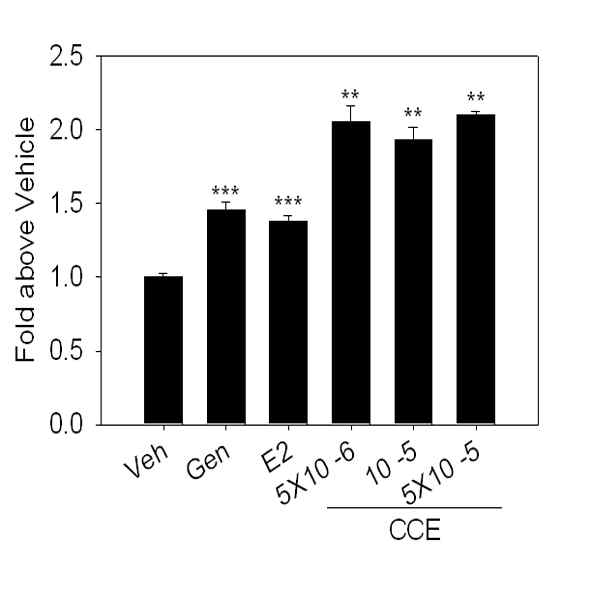 SKNSH cell line에서 Cajanus cajan 추출물에 의한 Ngb promoter activity 증가