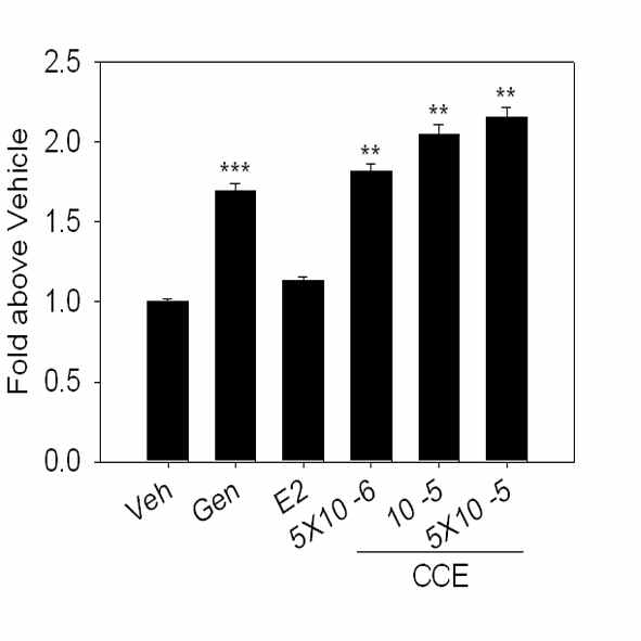 N2a cell line에서 Cajanus cajan 추출물 에 의한 Ngb promoter activity 증가