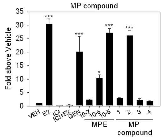 Maclura pubescens 추출물과 단일화합물 4종에 대해 ERE 전사활성 증가