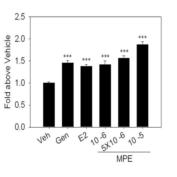 SKNSH cell line에서 Macluara pubescens 추출물에 의한 Ngb promoter activity 증가