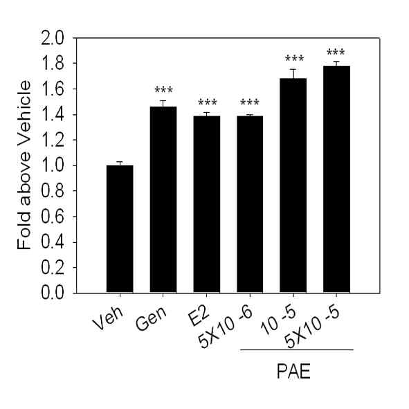 SKNSH cell line에서 Platanus acerifolia 추출물에 의한 Ngb promoter activity 증가