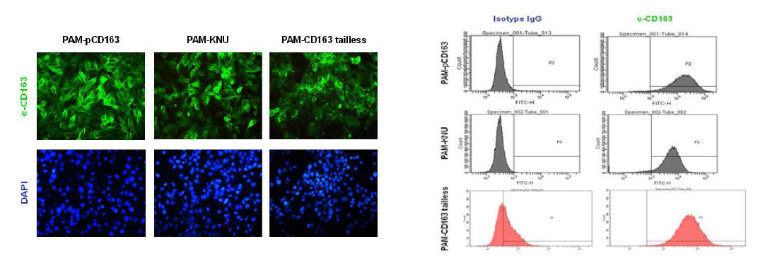 FA staining(좌) 및 FACS 분석(우) 결과 이미지