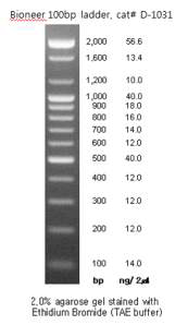 100 bp DAN ladder 사이즈