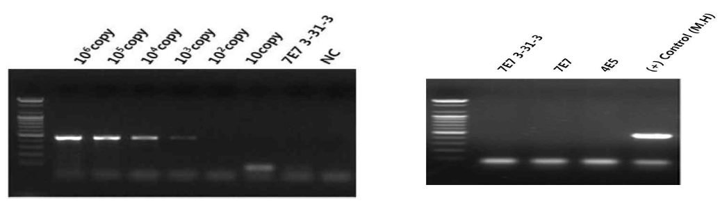 Mycoplasma 검출용 PCR 민감도(좌) 및 특이도(우)