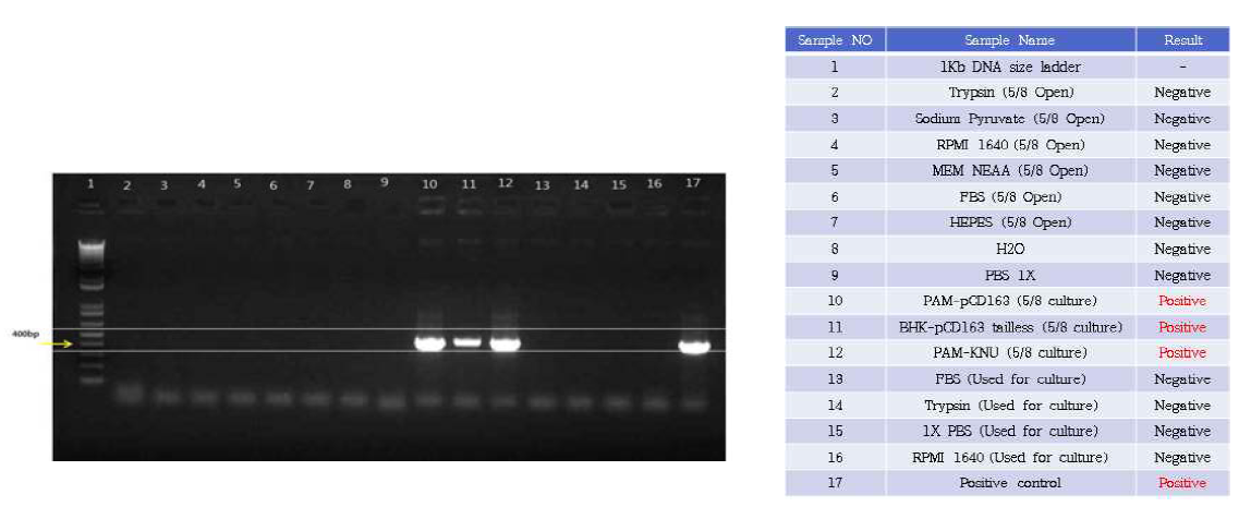 Mycoplasma 검출용 PCR 결과