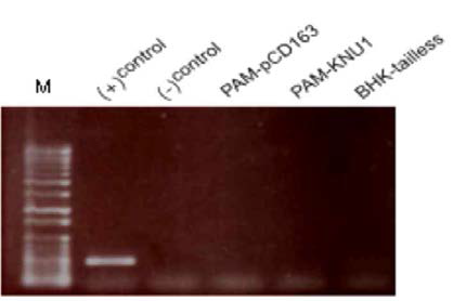 Mycoplasma 제거용 Plasmocin 처리 후 Mycoplasma 음성 결과