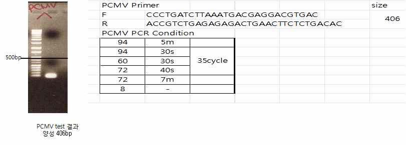 PCMV 검출용 PCR