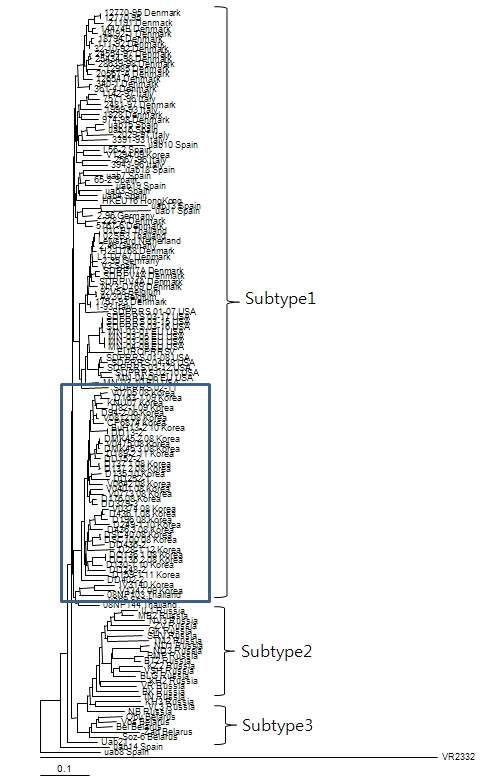 유럽형 ORF5 region에 대한 phylogenetic tree 분석 결과