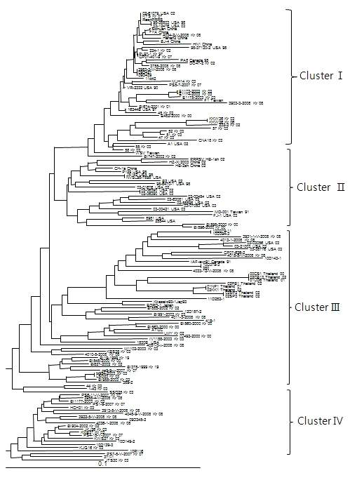 북미형 ORF5 region에 대한 phylogenetic tree 분석 결과