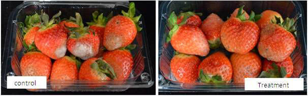Photos of strawberries stored for 3 days at room temperature.