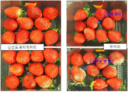 Photos of strawberries stored for 6 days at room temperature.