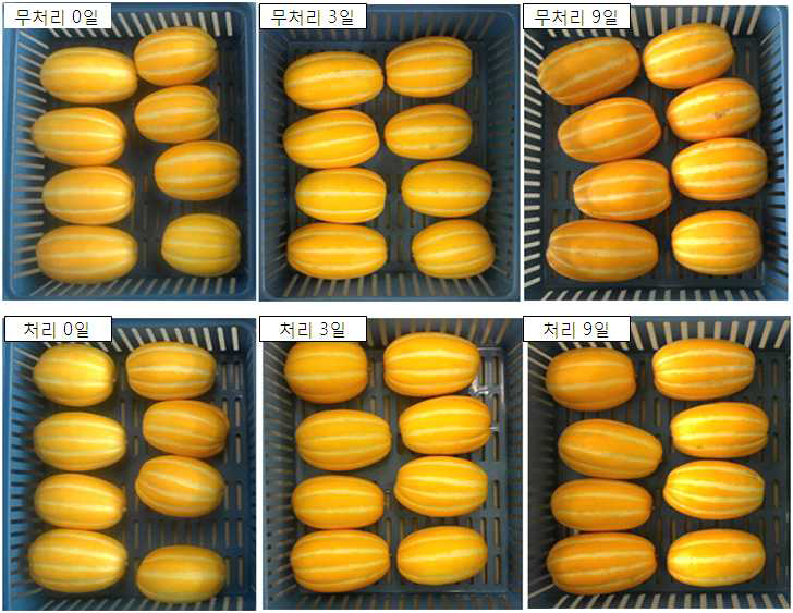 Photos of oriental melons stored for 9 days at room temperature.