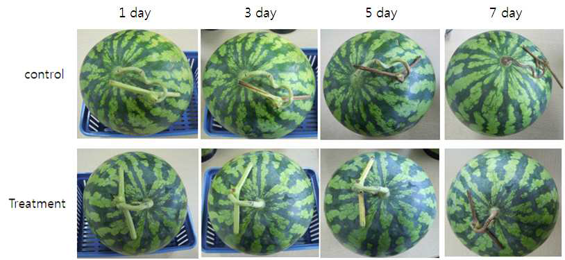 Photos of watermelon stalk stored for 7 days at 28℃ under 80% of relative humidity.