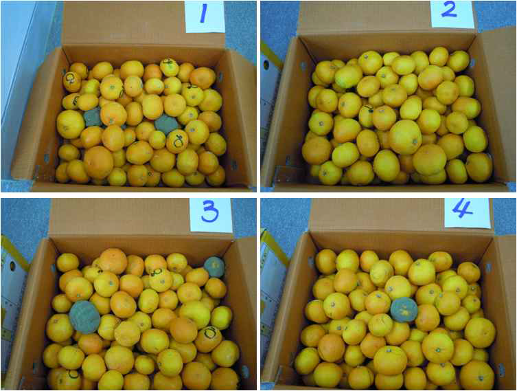 Photos of mandarines stored for 12 days at 20℃