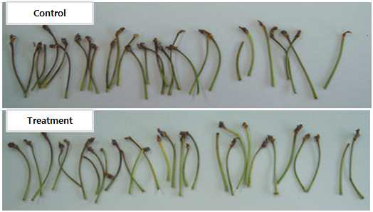 Photos of cherry stalk stored for 5 days at 28℃ under 80% of relative humidity.