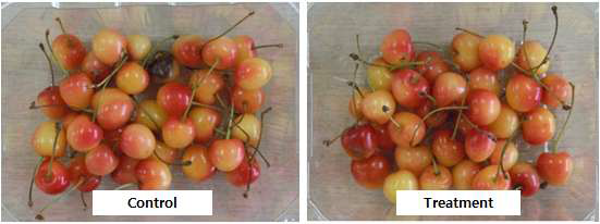 Photos of cherries stored for 5 days at 28℃ under 80% of relative humidity.
