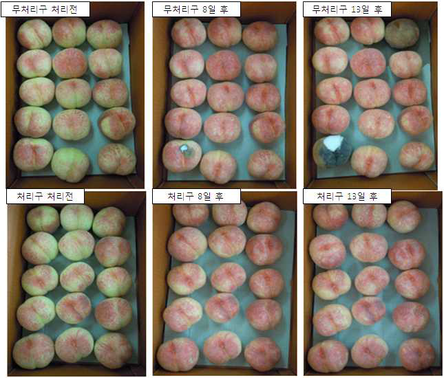 Photos of peachs(wolmi) stored at 28℃ under 70% of relative humidity