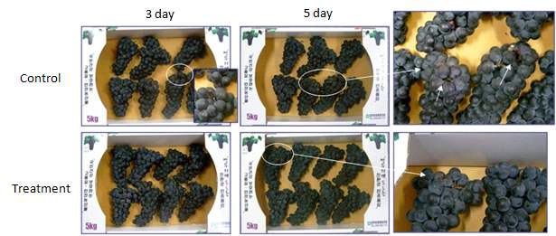 Photos of grapes stored at 28℃ under 80% of relative humidity