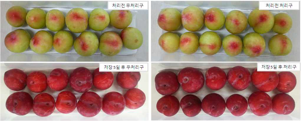 Photos of plums stored for 5 days at room temperature.