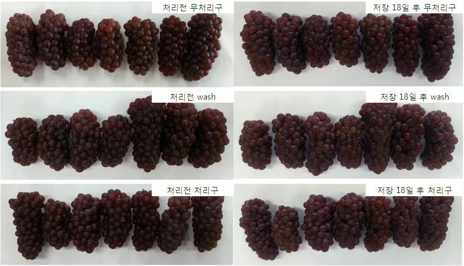 Photos of grapes stored for 18 days at room temperature.