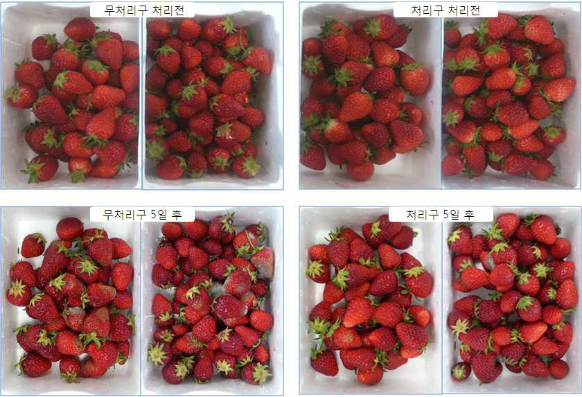 Photos of strawberries stored for 5 days at room temperature.